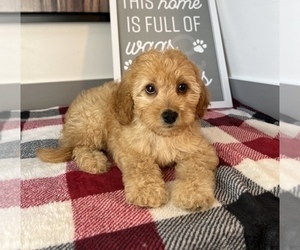 Cavapoo Puppy for sale in FRANKLIN, IN, USA