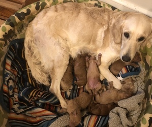 Mother of the Labradoodle puppies born on 11/20/2021