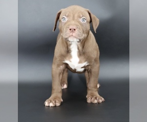 American Bully Puppy for sale in CHAMPAIGN, IL, USA