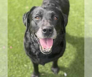 Tasha - Adopted! - Female Labrador Retriever Dog for Adoption - Photo #3