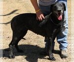 Small #1 Great Dane Mix