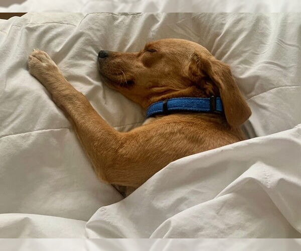 Medium Photo #4 Beagle Puppy For Sale in Wheaton, IL, USA