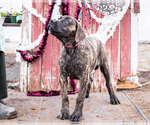 Small Photo #5 Mastiff Puppy For Sale in WAKARUSA, IN, USA