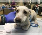 Small Labrador Retriever Mix