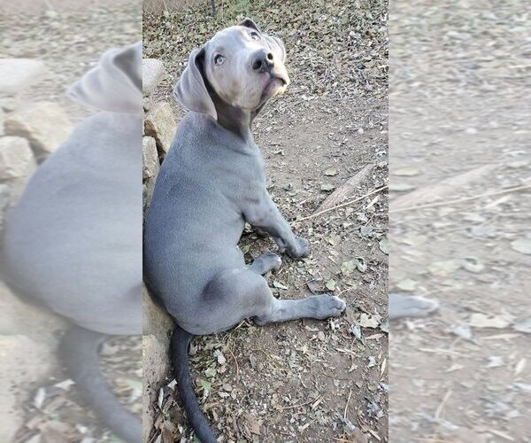 Medium Photo #12 Great Dane Puppy For Sale in INDEPENDENCE, MO, USA