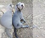 Small Photo #12 Great Dane Puppy For Sale in INDEPENDENCE, MO, USA