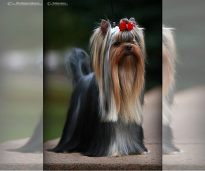 Father of the Yorkshire Terrier puppies born on 02/11/2025
