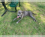Small #3 American Pit Bull Terrier-Labrador Retriever Mix