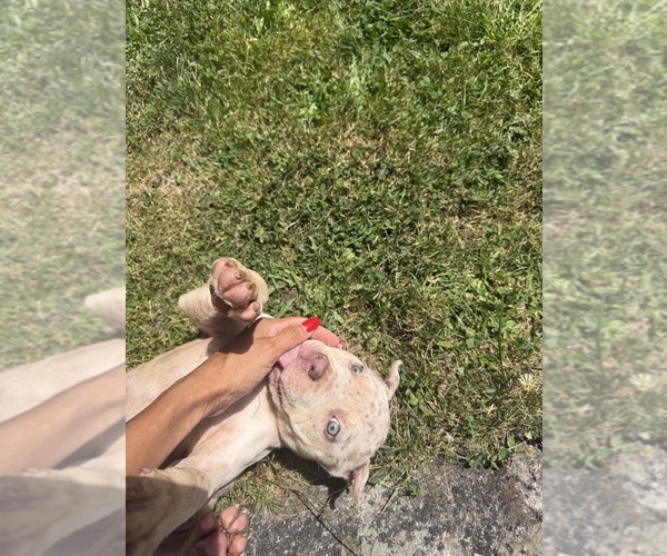 Medium Photo #6 American Bully Puppy For Sale in BROCKTON, MA, USA