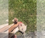 Small #5 American Bully