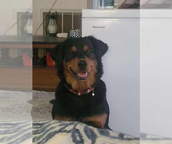 Medium Photo #3 Labrottie Puppy For Sale in Holly Springs, NC, USA