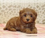 Small #1 Cavapoo