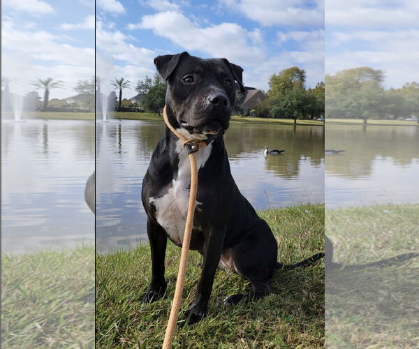 Medium Photo #34 American Staffordshire Terrier-Unknown Mix Puppy For Sale in Rosenberg, TX, USA