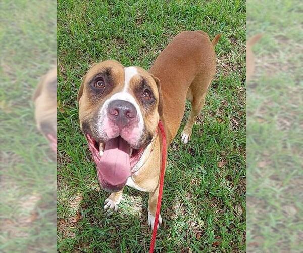 Medium Photo #2 American Staffordshire Terrier-Unknown Mix Puppy For Sale in Fort Lauderdale, FL, USA