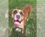 Small #1 American Staffordshire Terrier Mix