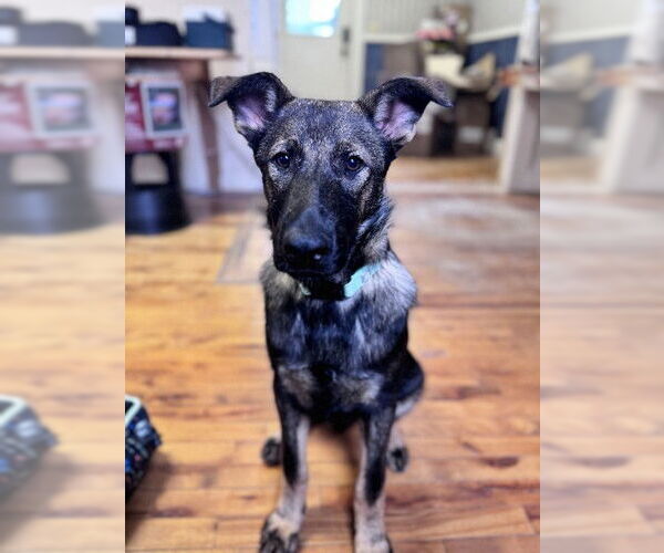 Medium Photo #9 German Shepherd Dog Puppy For Sale in Sebec, ME, USA