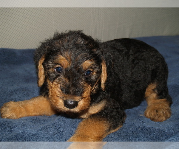 Medium Photo #4 Airedale Terrier Puppy For Sale in CHARLESTOWN, IN, USA