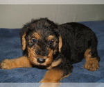Small #3 Airedale Terrier