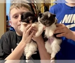 Puppy Diamond Pomeranian
