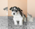 Small #2 Schnauzer (Miniature)