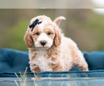 Puppy Benji Maltipoo (Miniature)