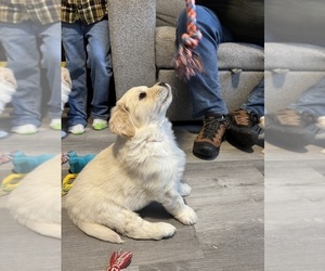 Golden Pyrenees Puppy for sale in ROSEMOUNT, MN, USA