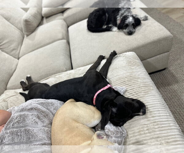 Medium Photo #7 Mastiff-Unknown Mix Puppy For Sale in Sandy, UT, USA