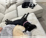 Small #6 Mastiff Mix
