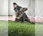 Small #3 French Bulldog