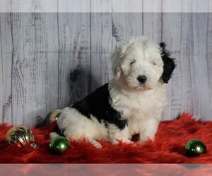 Poodle (Miniature)-Sheepadoodle Mix Puppy for sale in FREDERICKSBG, OH, USA