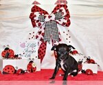 Small Photo #49 Chihuahua Puppy For Sale in CHARLESTON, AR, USA