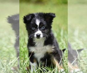 Miniature Australian Shepherd Puppy for sale in PALM COAST, FL, USA