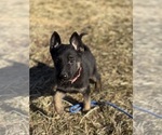 Small #4 German Shepherd Dog
