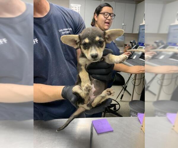Medium Photo #1 Chihuahua-Unknown Mix Puppy For Sale in Visalia, CA, USA