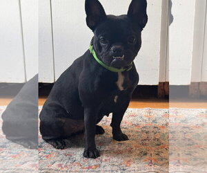 French Bulldog-Unknown Mix Dogs for adoption in Clarkston, MI, USA