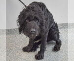 Small #4 Poodle (Standard) Mix