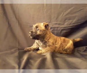 Cairland Terrier Puppy for sale in MARION, OR, USA