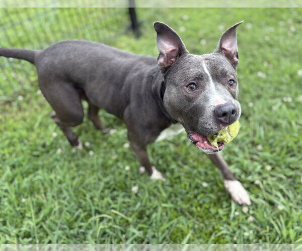 Medium Photo #5 American Pit Bull Terrier-Unknown Mix Puppy For Sale in Virginia Beach, VA, USA