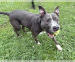 Small #4 American Pit Bull Terrier Mix