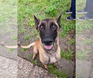 Mutt Dogs for adoption in Imlay City, MI, USA