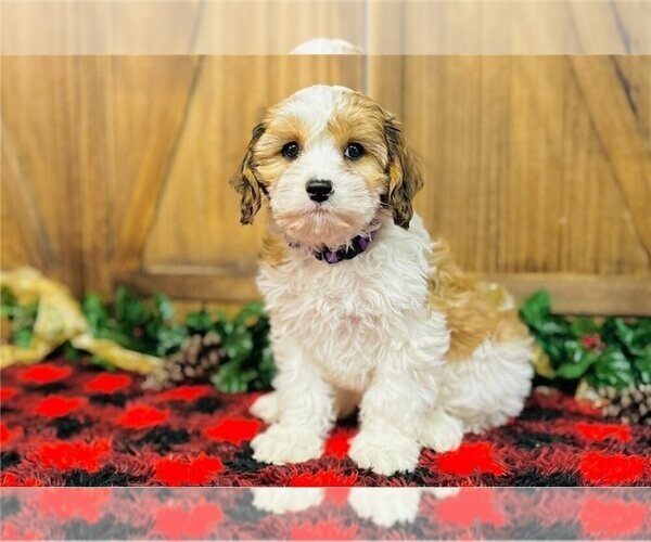 Medium Photo #1 Cavapoo (Miniature) Puppy For Sale in DENVER, CO, USA