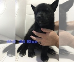 American Eskimo Dog-German Shepherd Dog Mix Puppy for sale in AURORA, CO, USA