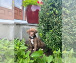 Small #3 Labrador Retriever Mix