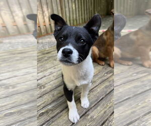 Mutt Dogs for adoption in Bellevue, WA, USA
