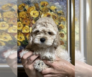 Cockapoo (Miniature) Puppy for Sale in BUCKLEY, Washington USA