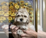 Small Cockapoo (Miniature)