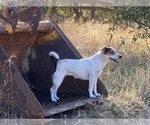 Small Photo #1 Jug Puppy For Sale in LOOMIS, CA, USA