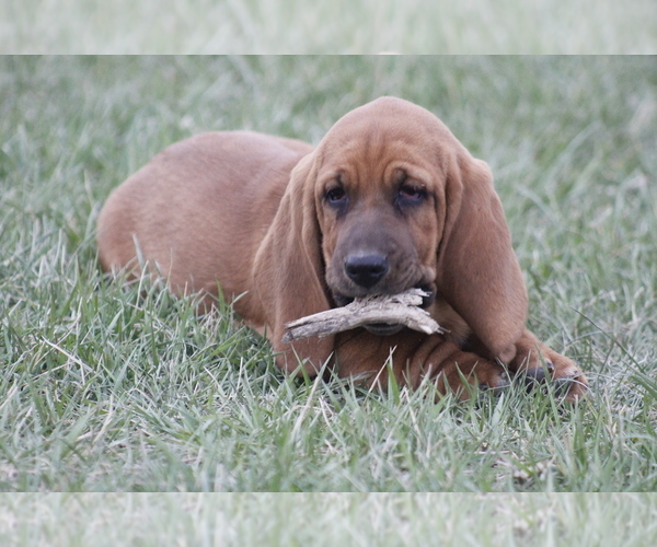 Medium Photo #8 Basset Hound Puppy For Sale in MEMPHIS, MO, USA