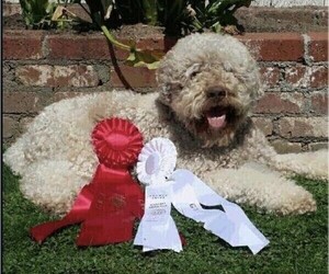 Father of the Lagotto Romagnolo puppies born on 02/09/2024