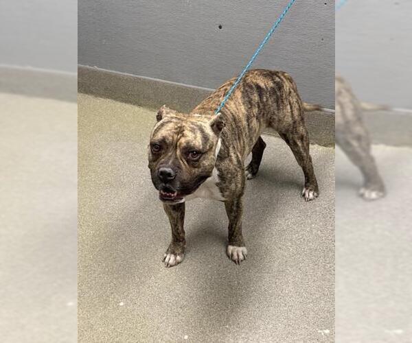 Medium Photo #1 Mutt Puppy For Sale in Las Vegas, NV, USA